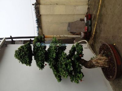 杭州欣怡園林綠化工程 專業打造綠色生態空間